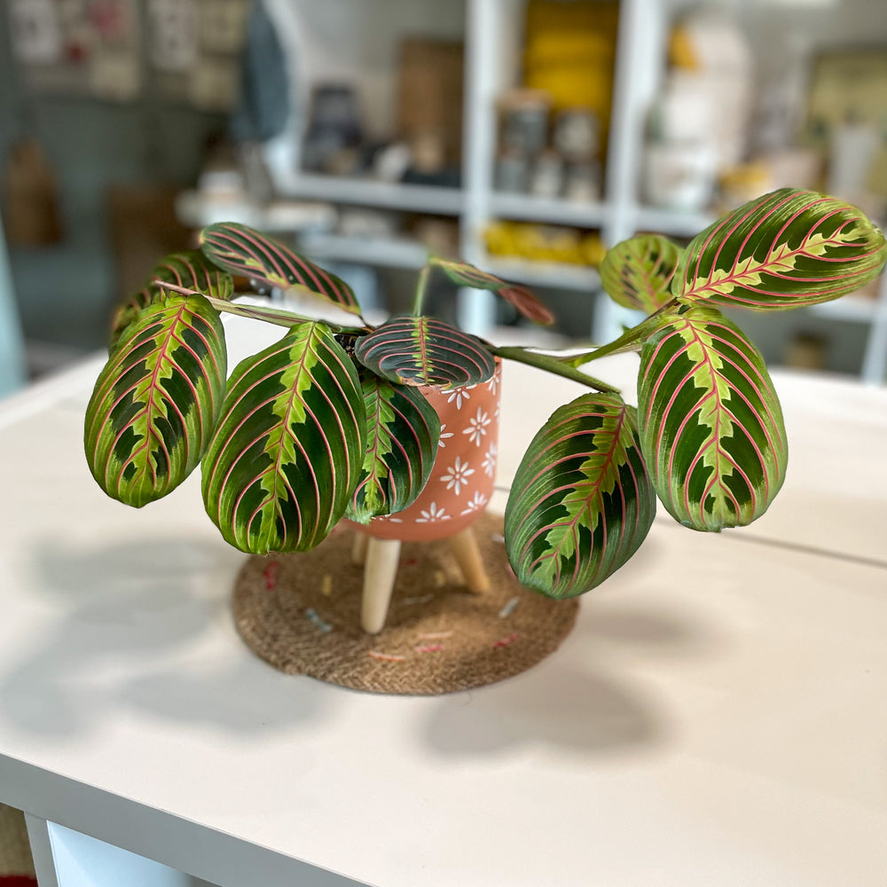 Maranta Plant 4” in Footed Terracotta Pot