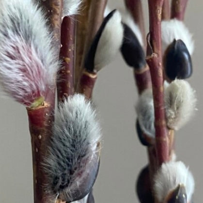 
                  
                    Pussy Willow Bunches
                  
                