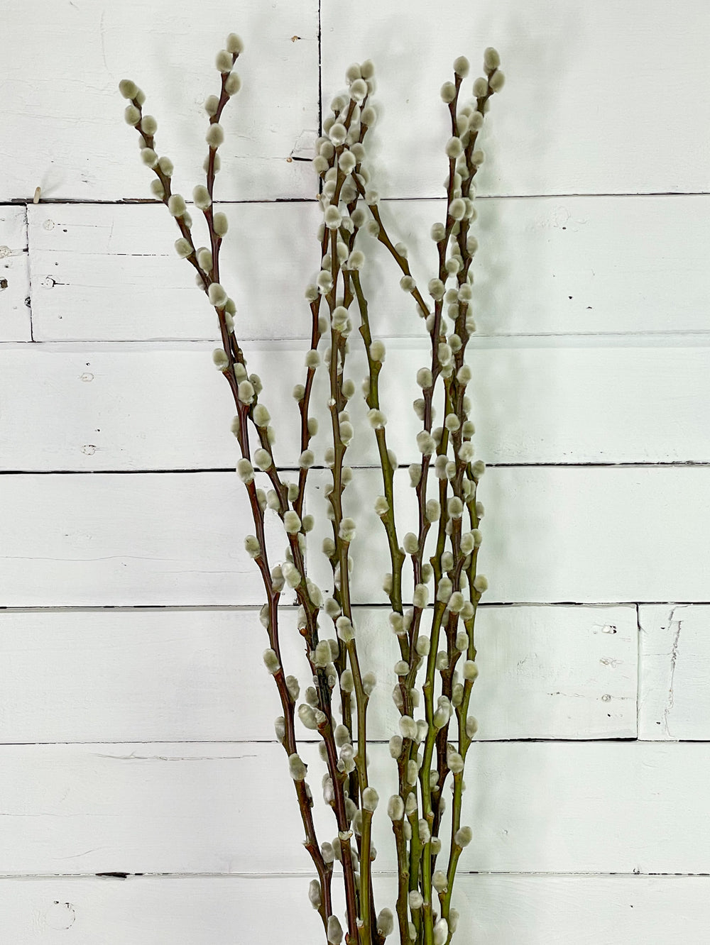 Pussy Willow Bunches