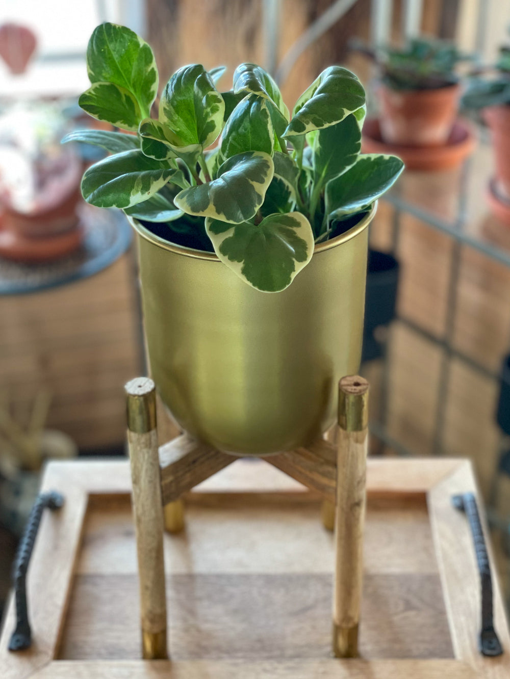 Brass Finish Planter on Wooden Stand